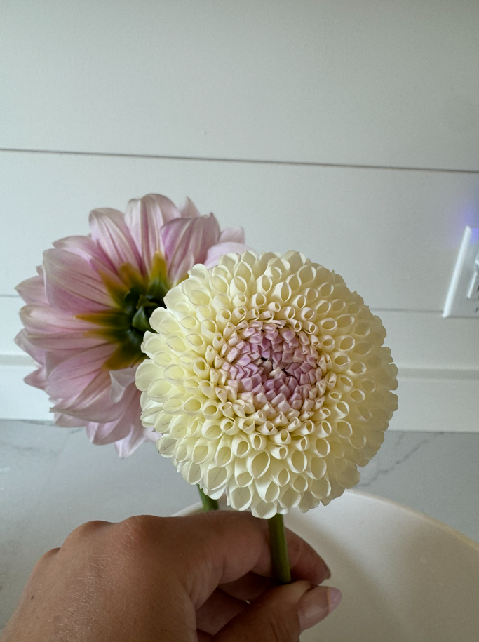 Hollyhill Miss White